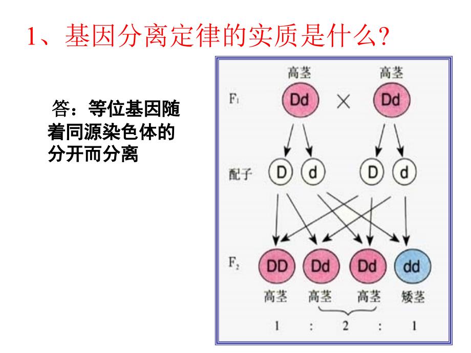 基因的自由组合定律-ppt_第2页