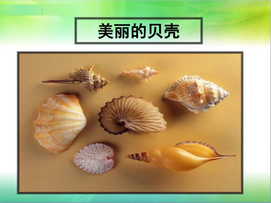 《贝壳》席慕容精品课件_第1页