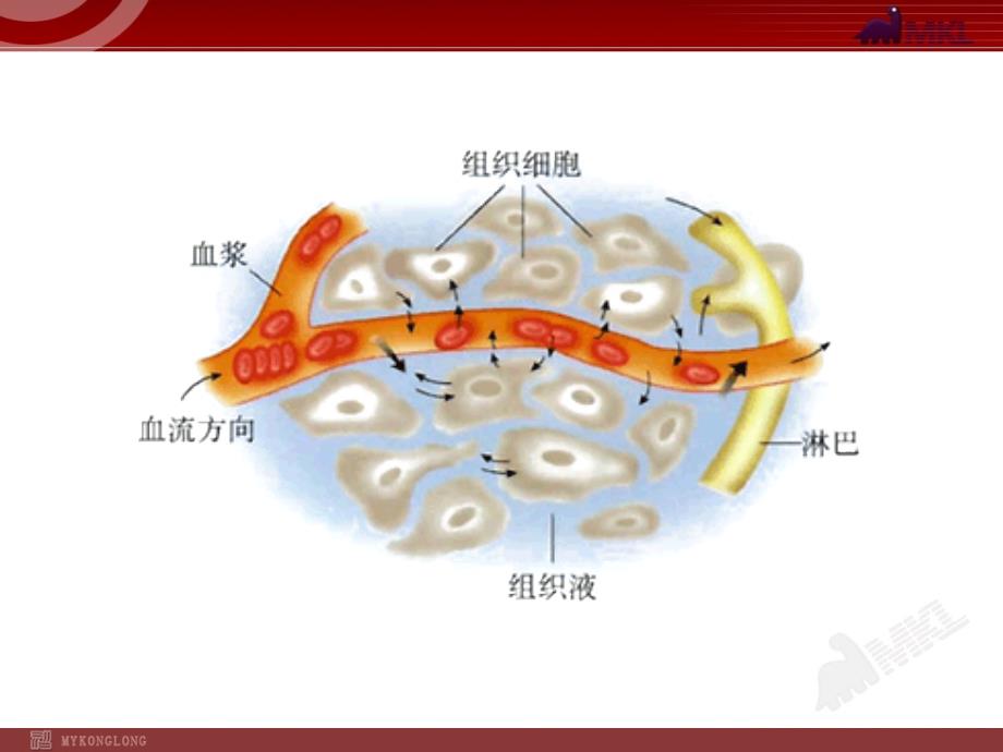 高中生物PPT授课课件人教版必修31.1细胞生活的环境_第3页