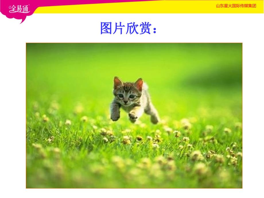 优秀郑振铎《猫》ppt_第3页