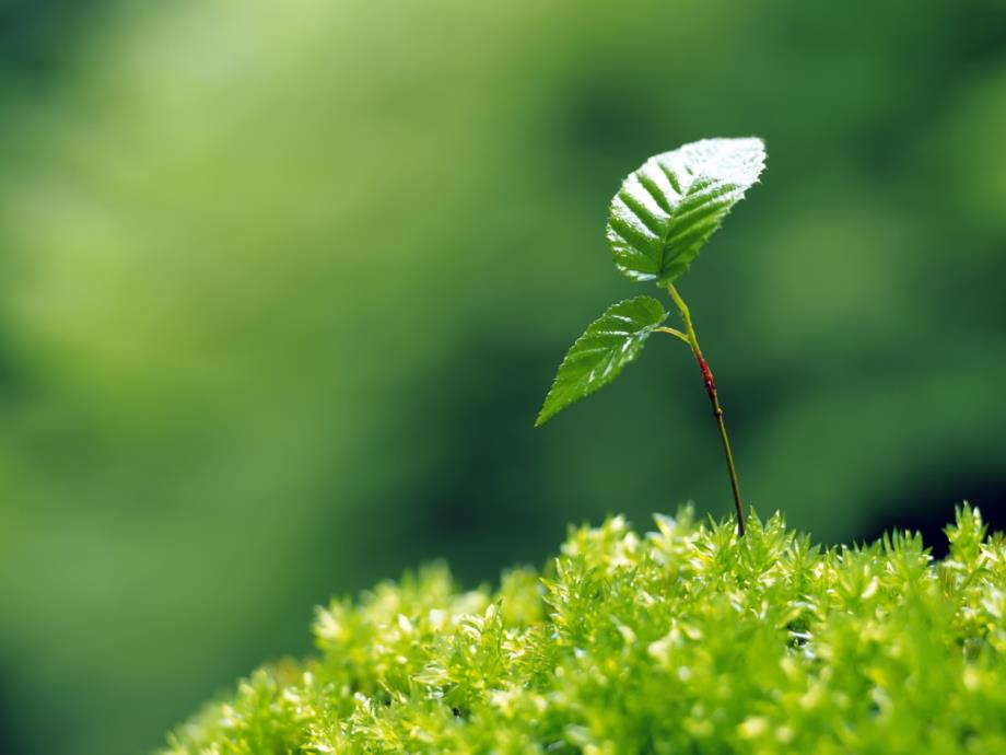 浙美版小学美术-11-植物写生-课件PPT课件_第2页