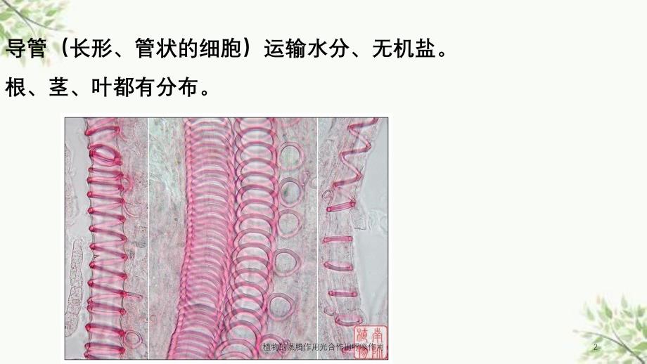 植物的蒸腾作用光合作用呼吸作用课件_第2页