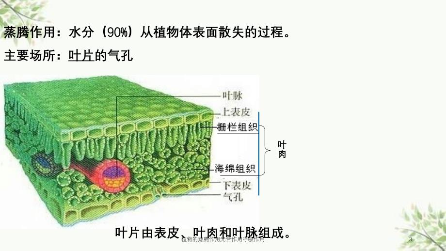 植物的蒸腾作用光合作用呼吸作用课件_第3页