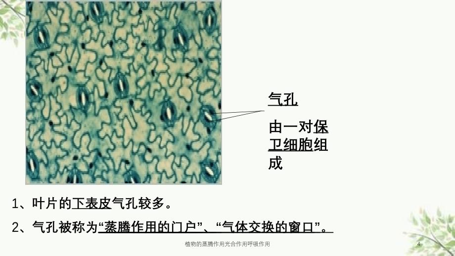 植物的蒸腾作用光合作用呼吸作用课件_第4页