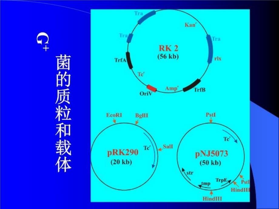 最新四节细菌和链霉菌的分子克隆载体PPT课件_第3页