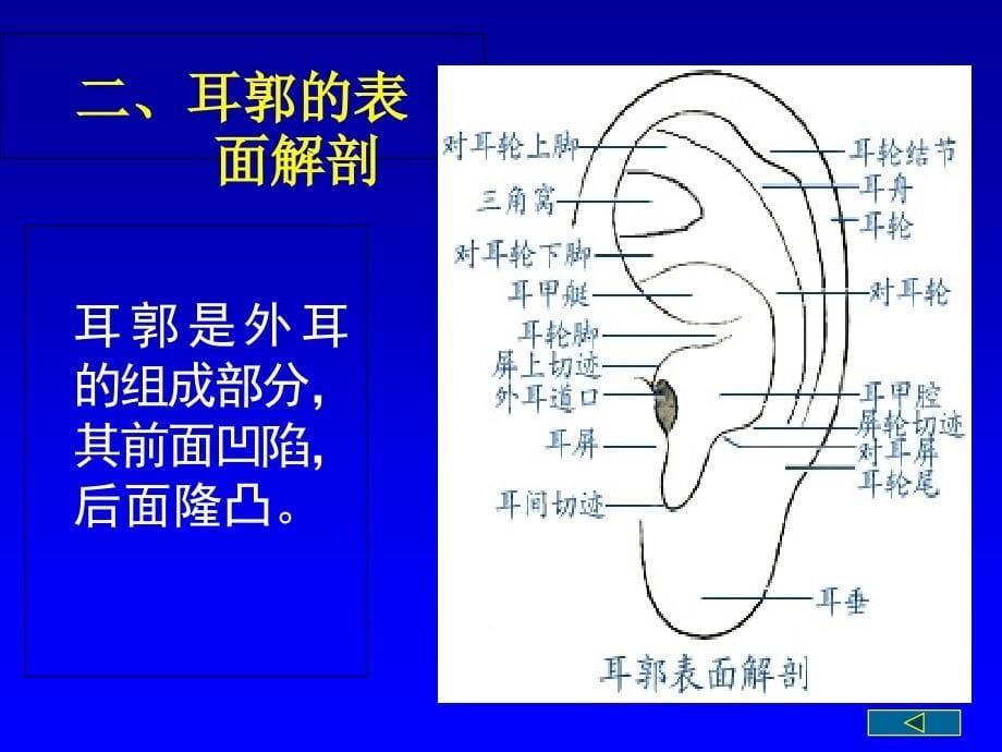 常用耳穴的定位和主治_第5页