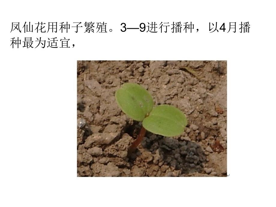 教科版三年级科学下册 种植我们的植物课件_第4页