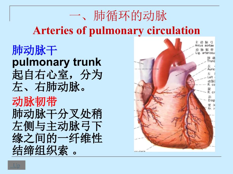 Angiology脉管系统-郧阳医学院.ppt_第4页