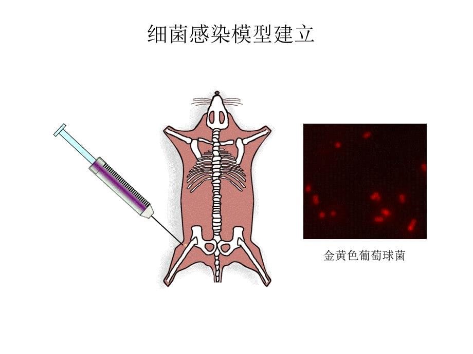 类型荧光染料激发与发射波长课件_第5页