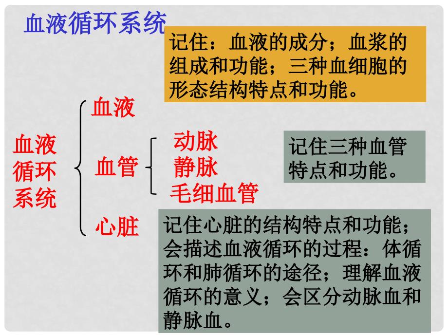 山东省淄博市淄川金城中学八年级生物上册 15.1 人体内的物质运输课件 苏科版_第2页