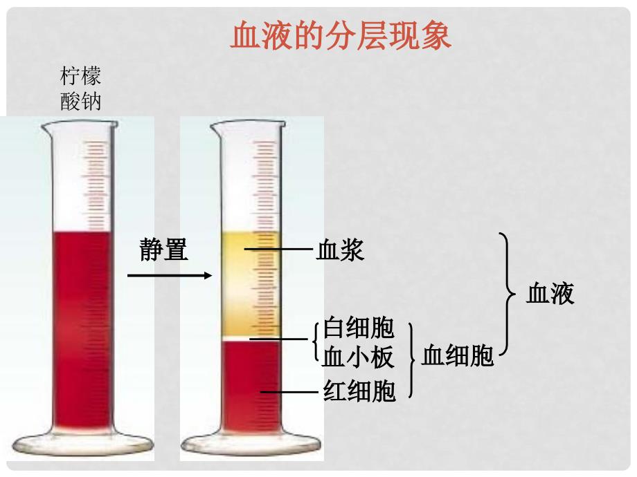 山东省淄博市淄川金城中学八年级生物上册 15.1 人体内的物质运输课件 苏科版_第3页