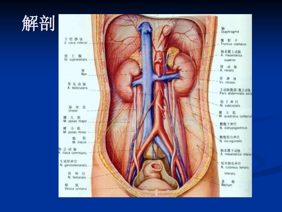 肾上腺疾病超声诊断_第4页