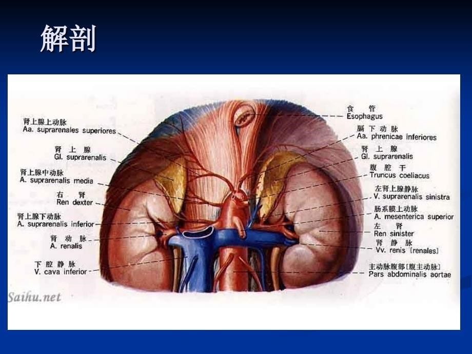 肾上腺疾病超声诊断_第5页