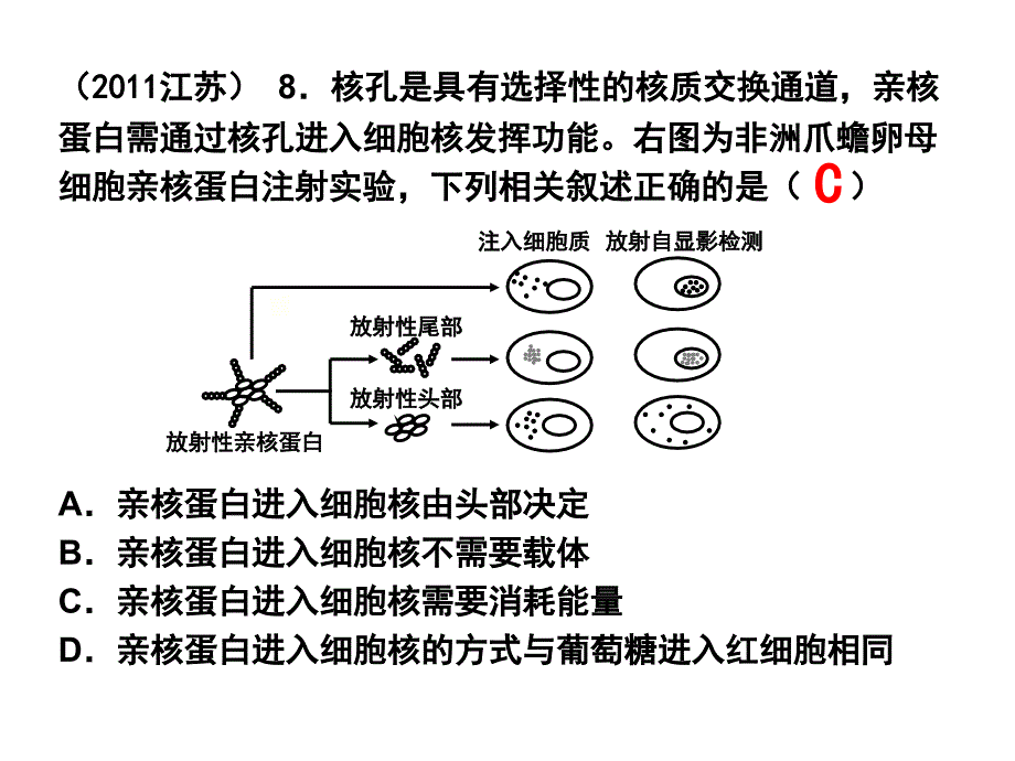 细胞核结构和功能终稿_第4页