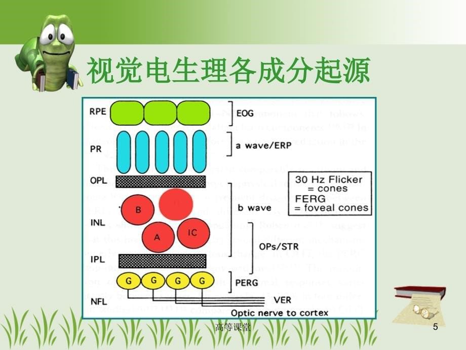 视觉电生理基础高级课堂_第5页