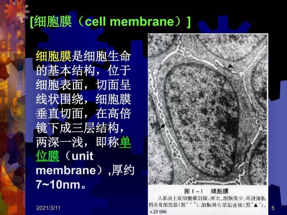 细胞超微结构(1)_第5页