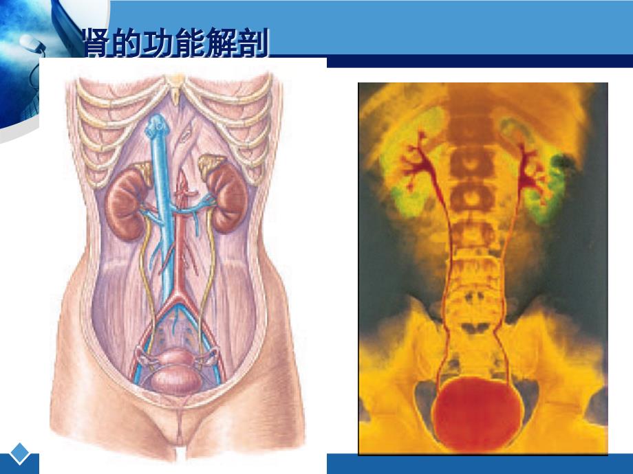 尿的生成与排出ppt课件_第4页