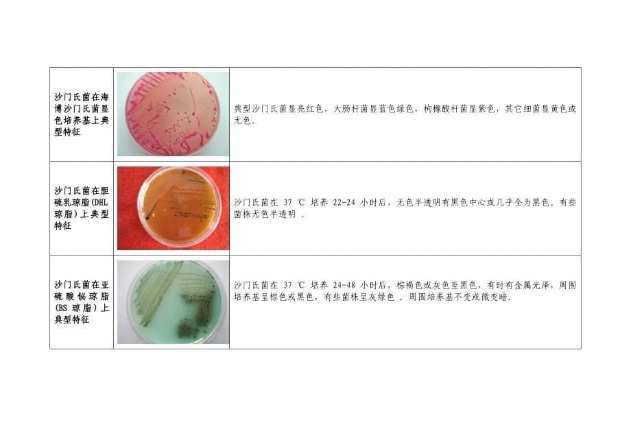 微生物菌落特征形态总结大全(带图片)_第5页