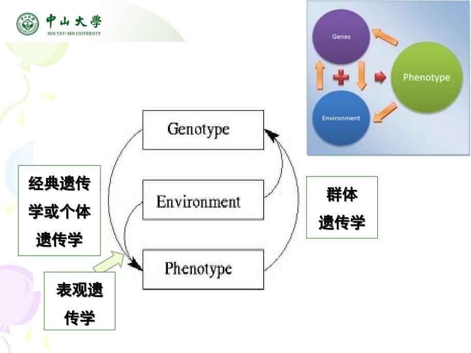 在遗传学教学中的表观遗传学知识融合_第3页