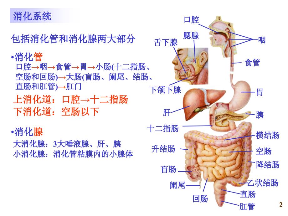 系统解剖实验课件：08-消化、泌尿_第2页