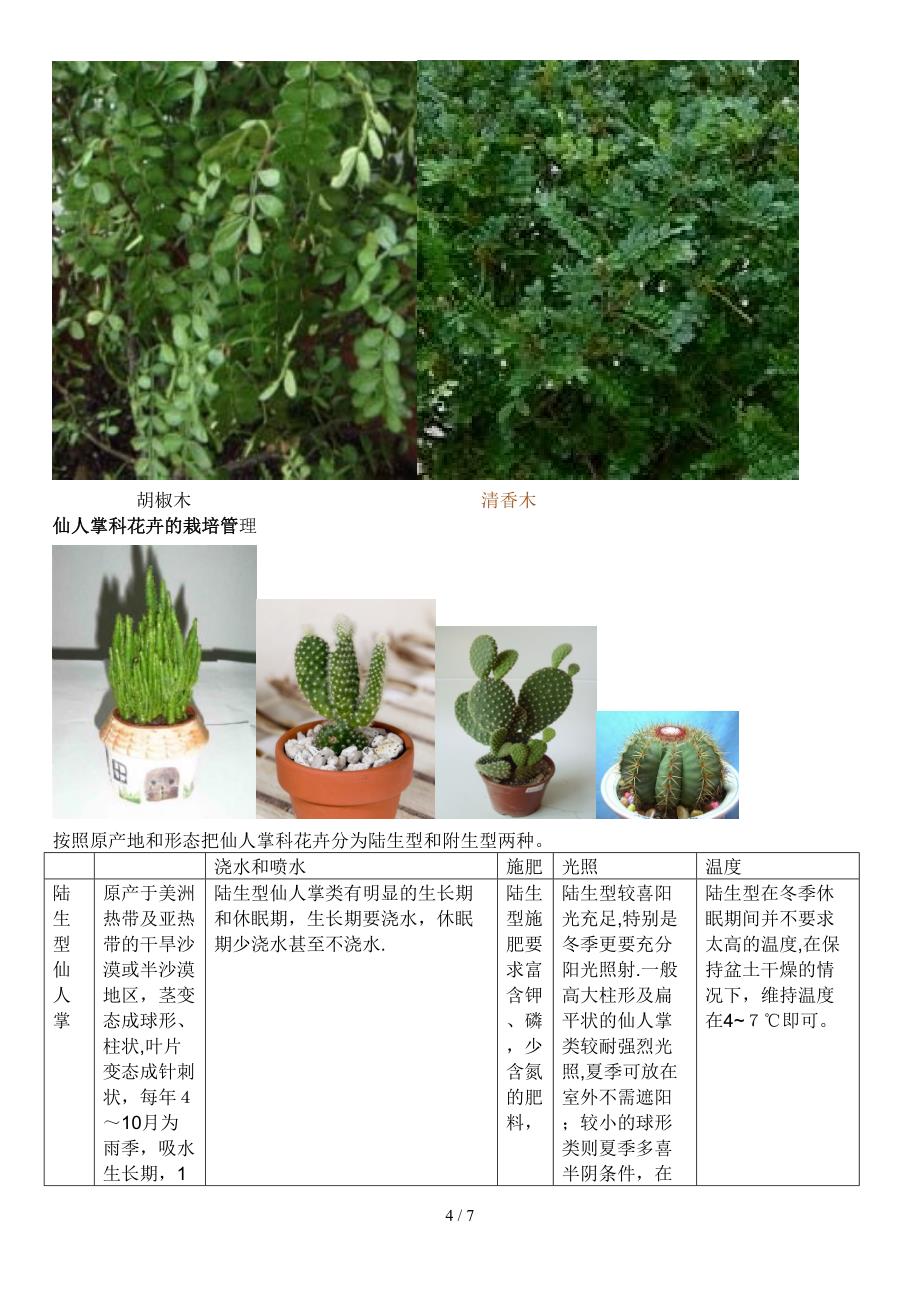 花椒味的盆栽花卉_第4页