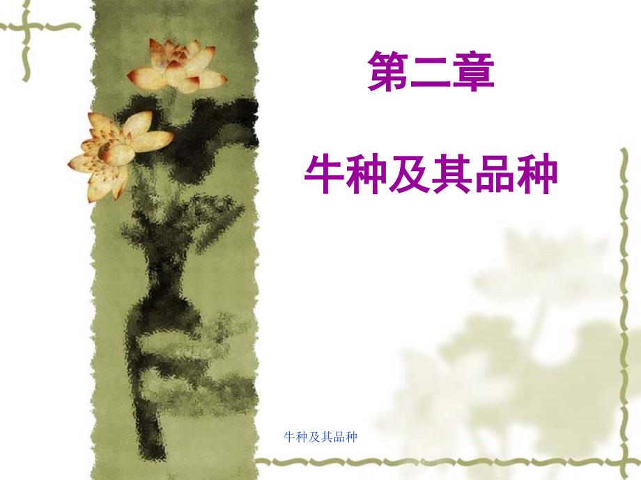 牛种及其品种课件_第1页