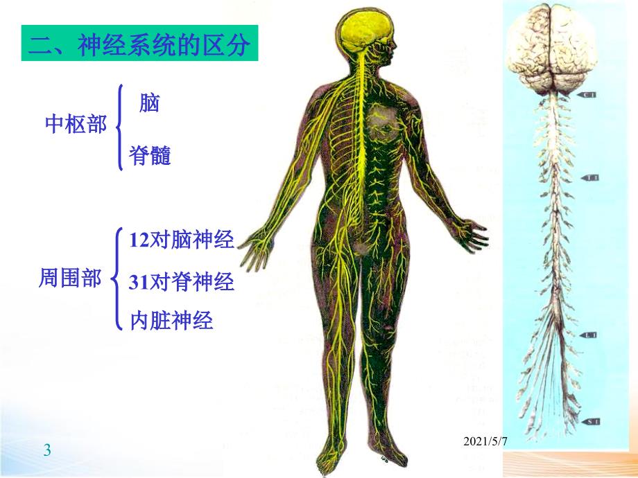 神经系统 课件_第3页