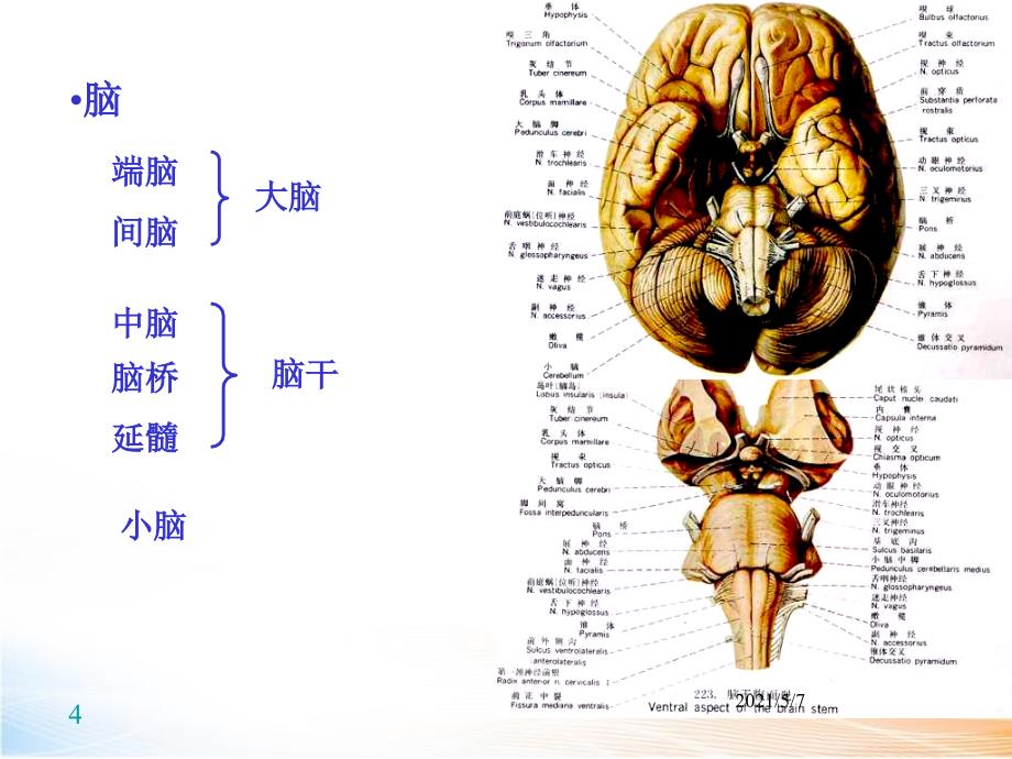 神经系统 课件_第4页