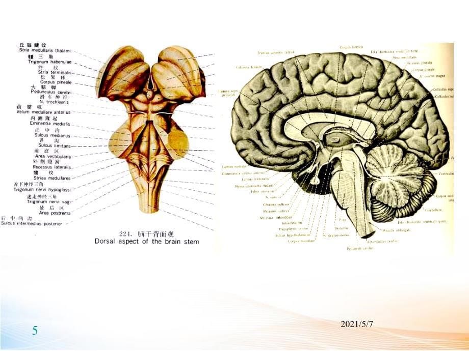 神经系统 课件_第5页
