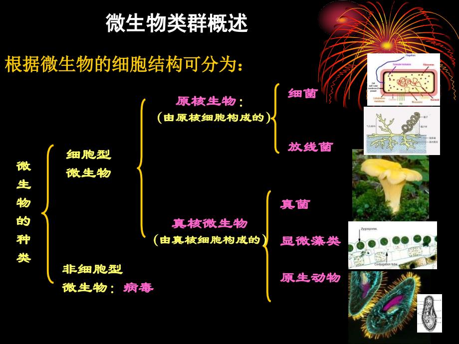 原核生物的形态构造和功能细菌_第1页