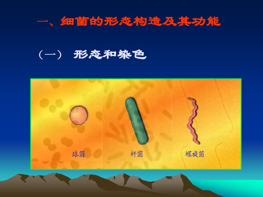 原核生物的形态构造和功能细菌_第4页