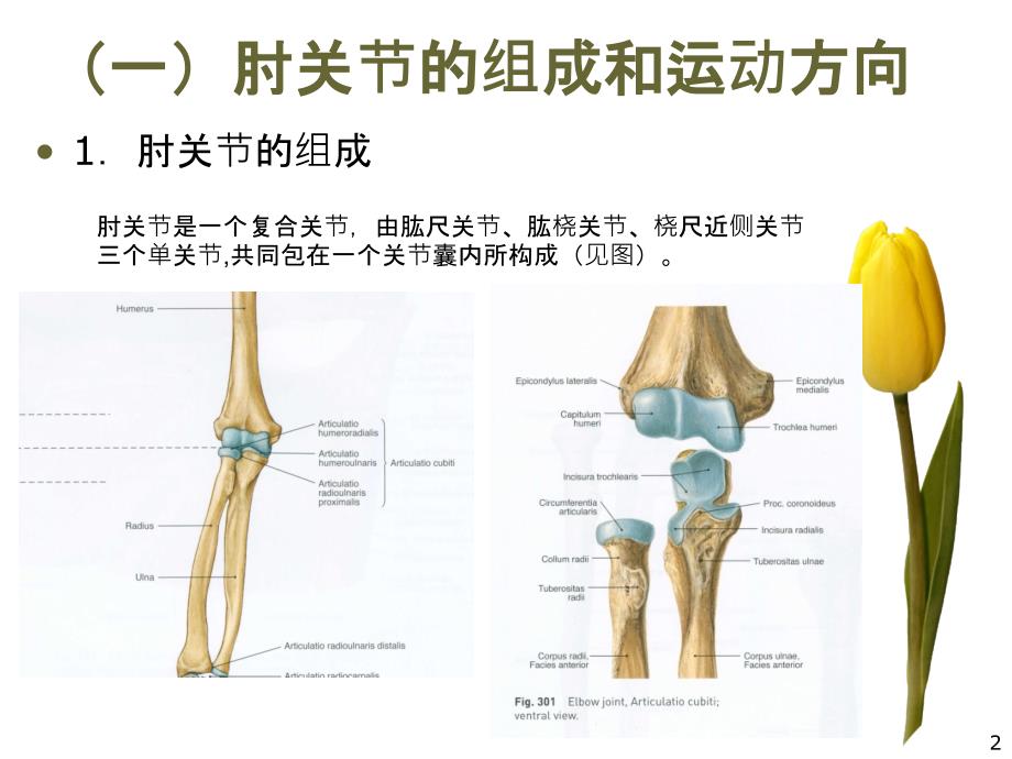 肘关节运动学课件_第2页