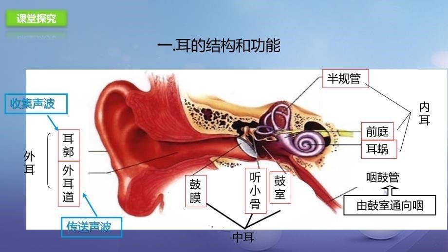 七年级生物下册4.6.1人体对外界环境的感知第2课时课件新版新人教版_第5页