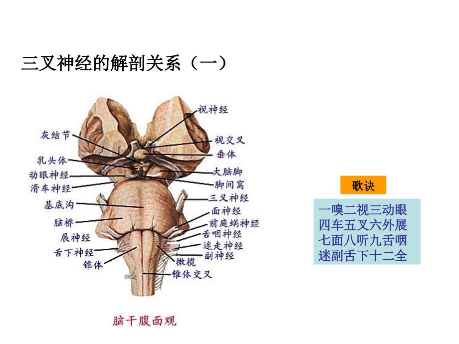 三叉神经痛治疗与护理文档资料_第4页