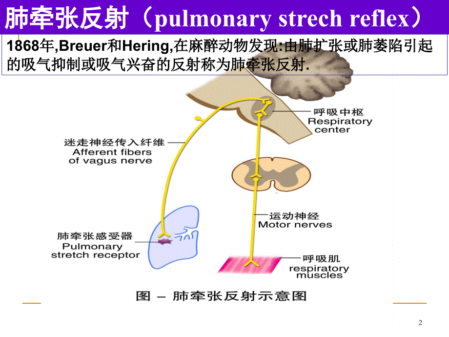 家兔呼吸运动的调节课件_第2页