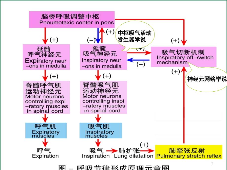 家兔呼吸运动的调节课件_第4页