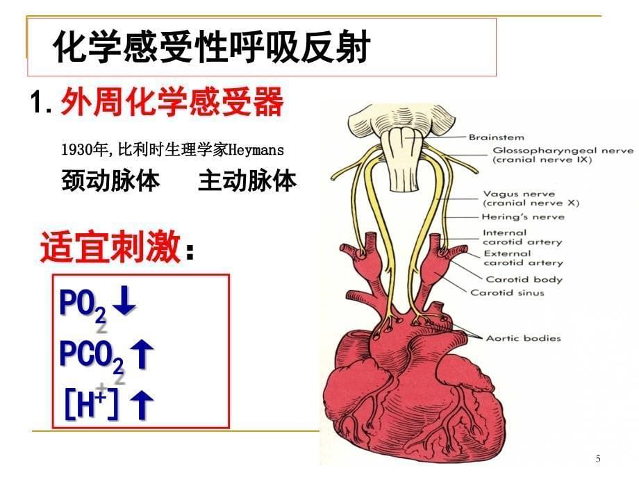 家兔呼吸运动的调节课件_第5页