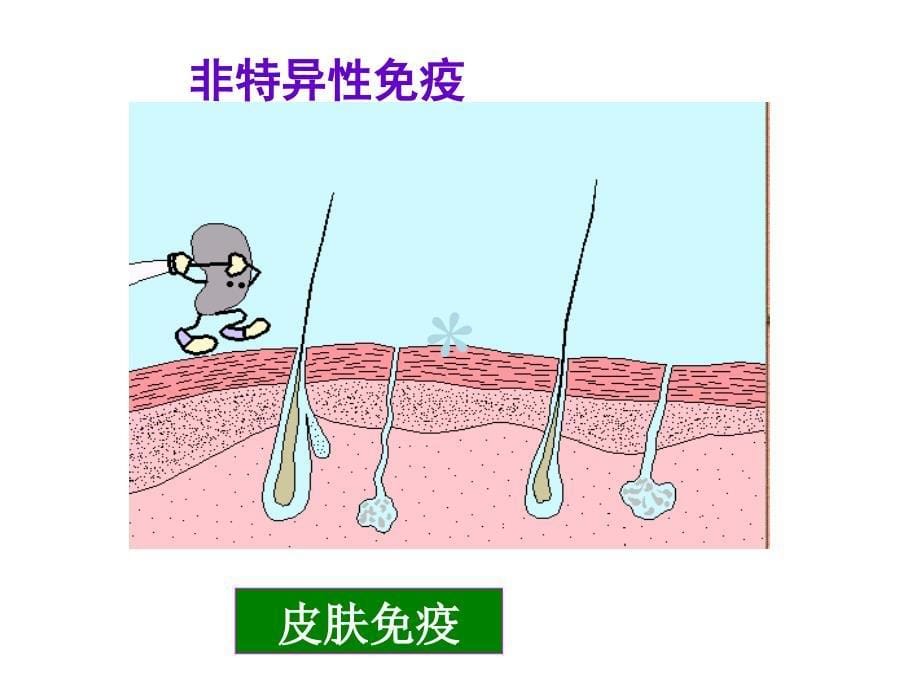 运动生理学第九章运动与免疫课件_第5页