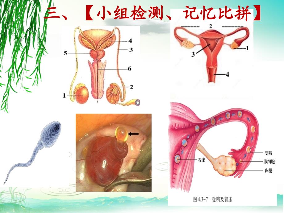 人的生殖和发育复习课课件_第4页