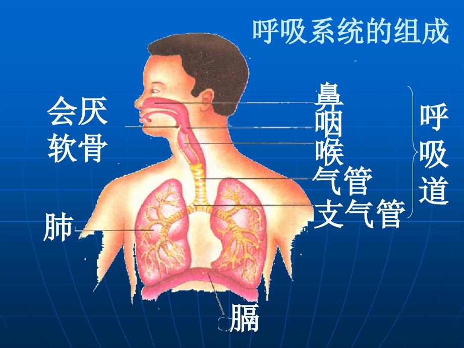 呼吸道对空气的处理PPT课件_第3页