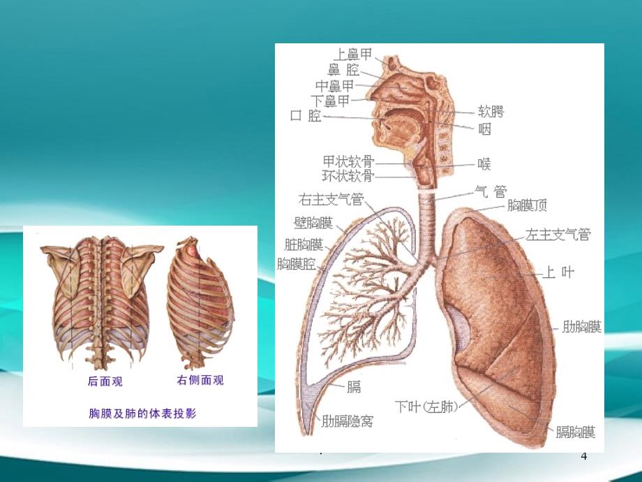 呼吸道疾病的表现_第4页