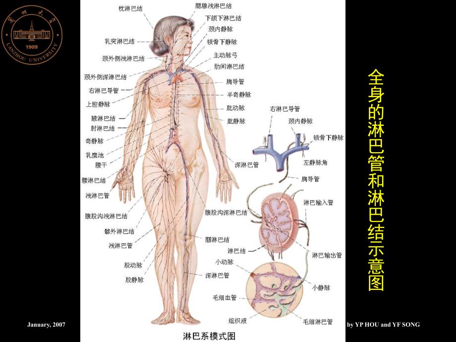 淋巴系统0ppt课件_第2页