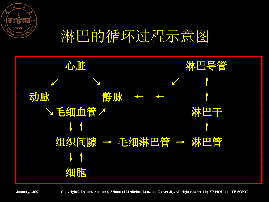 淋巴系统0ppt课件_第4页