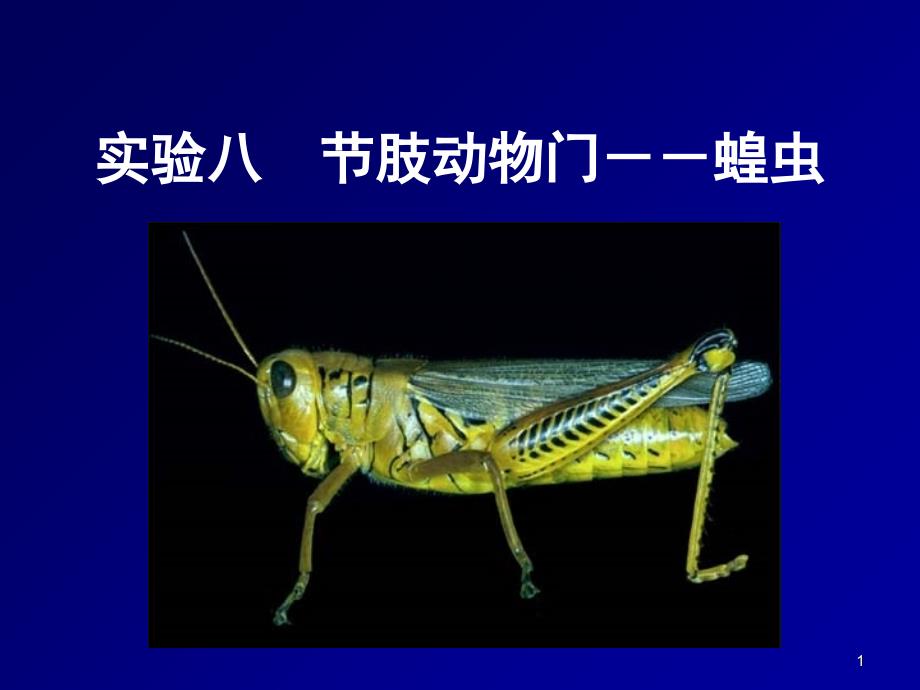 肢动物蝗虫的解剖文档资料_第1页
