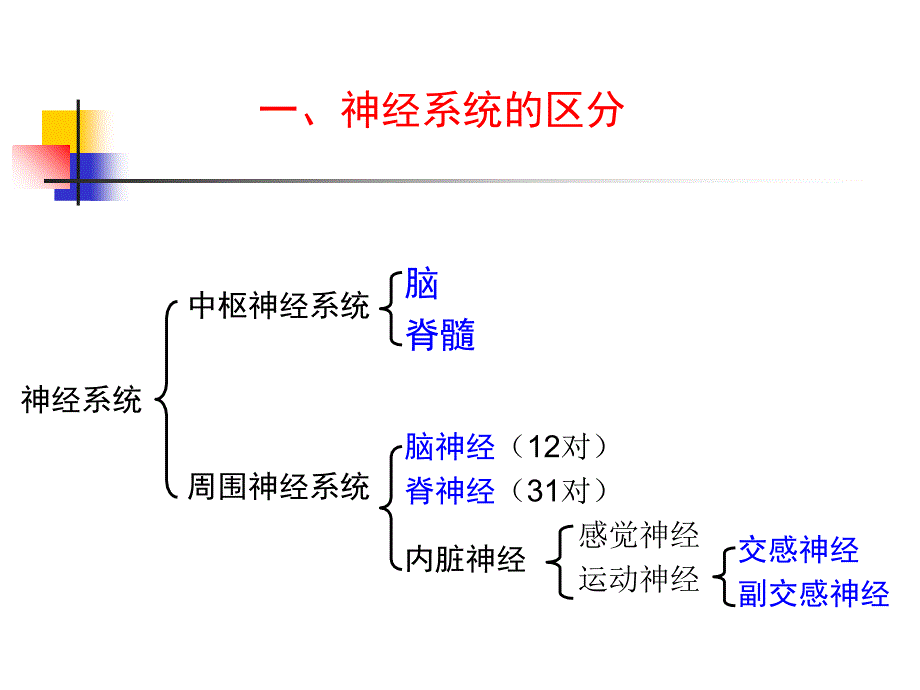 9中枢神经系统PPT文档资料课件_第2页