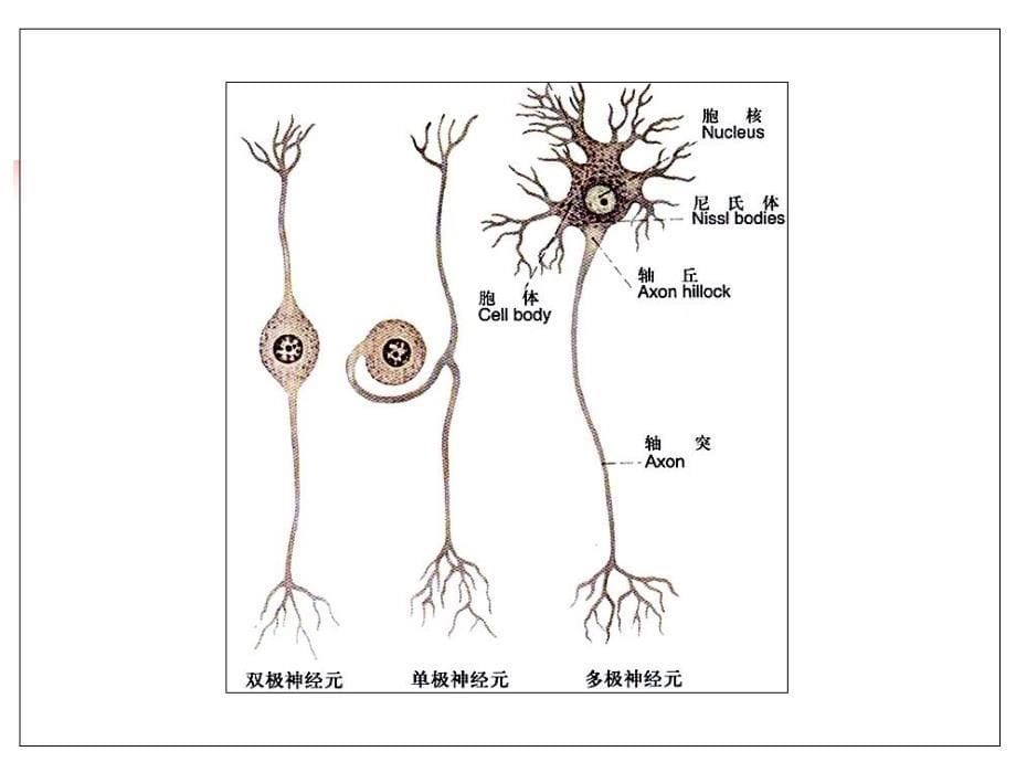 9中枢神经系统PPT文档资料课件_第5页