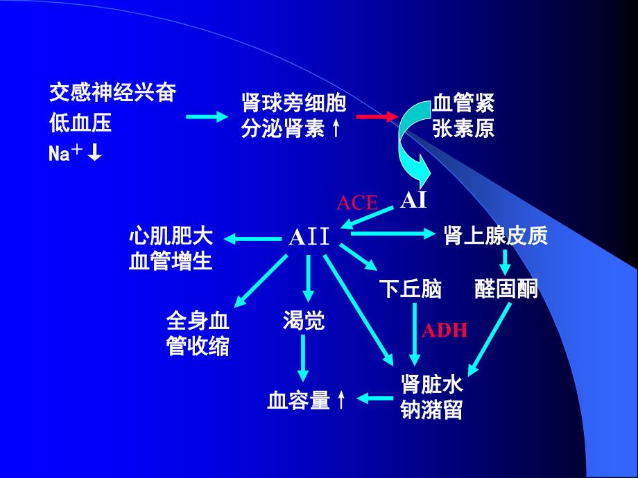 心血管活动调节-中英文_第4页