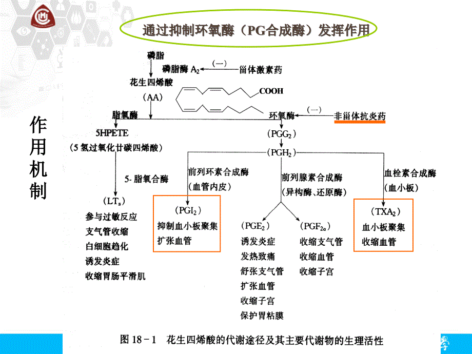 药理学教学课件：6 antipyretic-analgesic agents_第4页