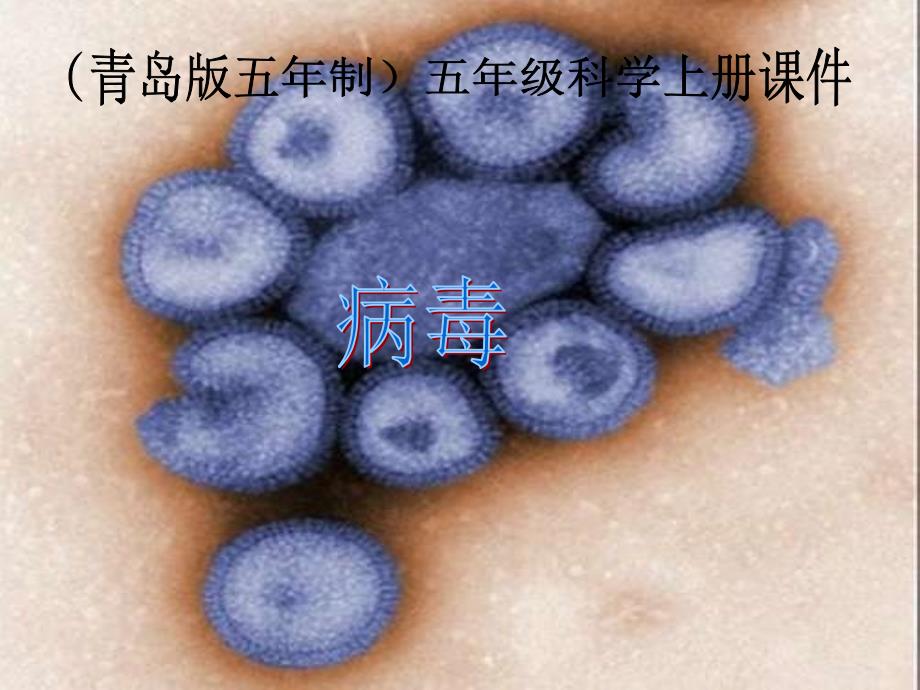 最新六年级科学上册病毒课件3青岛版青岛级上册自然科学课件_第1页