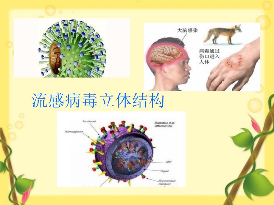 最新六年级科学上册病毒课件3青岛版青岛级上册自然科学课件_第5页